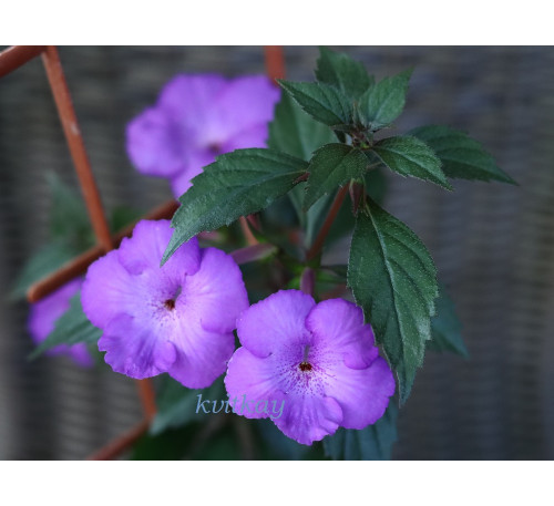Ахіменес Purple triumph